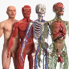 We did not find results for: 3d Male Body Anatomy Skin Turbosquid 1467539