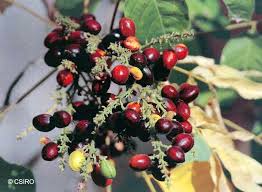 Image result for Lepisanthes