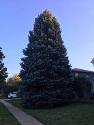 I felt that i was doing more than just sprucing up our front yard. Millennium Park Christmas Tree Will Be A 55 Foot Blue Spruce From Nelson Family In Elgin Cbs Chicago