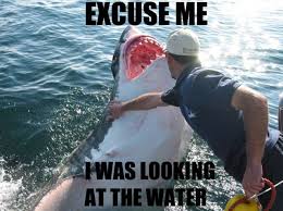 15 Jaws Dropping Shark Memes Circling The Web Sharks Funny Funny Pictures Anime Funny