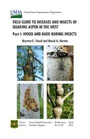 Aspen trees can live up to 40 to 150 years above ground but some aspen trees (for example pando aspen). Pdf Field Guide To Diseases And Insects Of Quaking Aspen In The West Part I Wood And Bark Boring Insects Http Www Fs Usda Gov Internet Fse Documents Stelprd3833855 Pdf