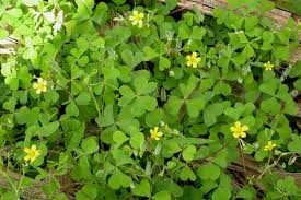 Image result for Oxalis corniculata