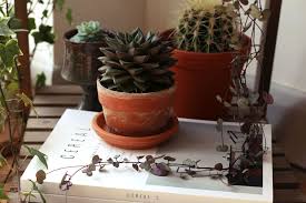 There's a conservatory element to the rooms below. How To Display Indoor Plants Lobster And Swan