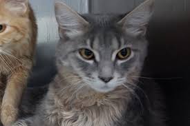 My foster cats venus and antar are up for adoption. Kitten Pets Available Paws Chicago