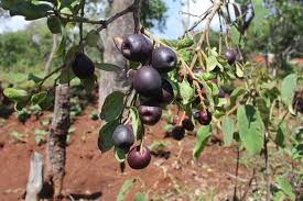 Image result for Anisophyllea boehmii