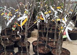 Careful planning, preparation, and care of fruit trees are critical for success. Pacific Northwest Fruit Trees Cp Johnsons Home Garden Center