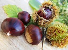 Preparazione lessare le castagne in abbondante acqua. Castagne Bollite Ricetta