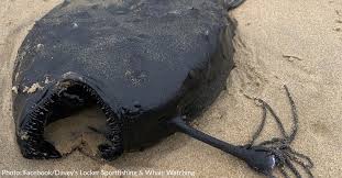 Sell your football fish for 3000 bells and be done with it. Rarely Seen Pacific Football Fish Washes Ashore In Southern California The Rainforest Site News