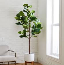 Best growing conditions for indoor olive tree. Best Indoor Trees For Home 10 Of Our Absolute Favorites