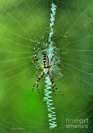 The banana spider web can be quite large — often up to 6 feet in diameter. Banana Spider With Web Photograph By Deborah Benoit