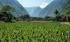 Taro sherbet has grated taro, salt heavy cream, coconut milk, and sugar. Taro Plant Grow Your Own Backyard Poi Epic Gardening