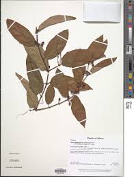 Image result for Cissus petiolata