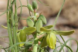 Image result for Albuca