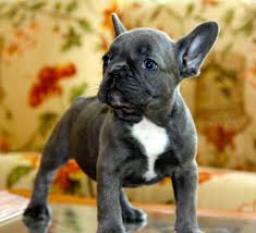 The french bulldog's grooming needs are low compared to many other dog breeds. Blue French Bulldogs The French Bulldog