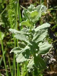 Image result for Helichrysum panduratum