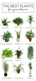 Op Zoek Naar Inspiratie Voor Jouw Droom Badkamer Wij Helpen Je Graag En Hebben De Mooiste Badkamer Ideeen Voor Je Op Een Badkamer Planten Planten Bloemplanten