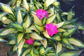 The result is a plant that grows in shade or sun and stands up to high temperatures with ease. Impatiens Sunpatiens New Compact Tropical Rose Variegated Leaves And Fuschia Flowers Planting Roses Making Plant Pots Flower Pots