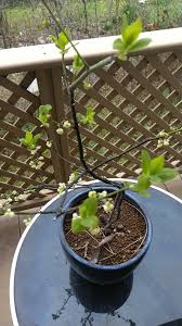 アオモジ 挿し木