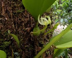 Image result for Bulbophyllum kivuense