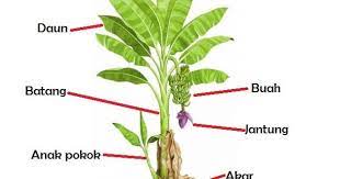 Balut kulit pisang disekeliling pokok tomato anda atau letakkan kulit pisang berhampiran dengan akar tanaman. Pishang Chips Kegunaan Pokok Pisang Kalau Ditanya Pada Facebook