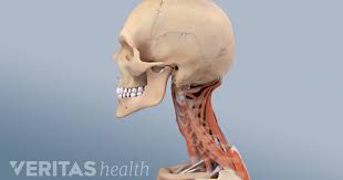See more ideas about skeleton bones, skull reference, bones. Cervicogenic Headache Causes And Risk Factors