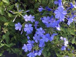 Image result for Plumbago ituriensis