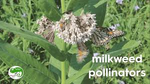 Check spelling or type a new query. Pin On Pollination And Seed Dispersal Ngss 2nd Grade