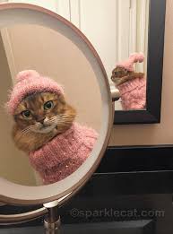 Mirror Images In 2020 Cute Cat Wallpaper Cat Obsession Cat Wallpaper