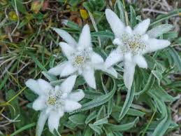 Blogul entuziast al experientelor interesante! Floarea De Colt Cum O Cultivi La Tine Acasa Tettu Ro