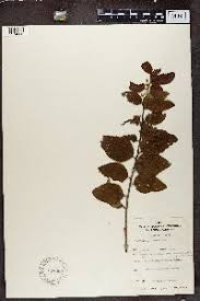 Image result for Mystroxylon