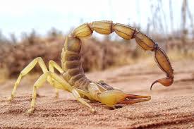 Scorpions Are So Metal—Literally. New Images Reveal Patterns in How Their  Weaponry Is Fortified With Iron, Zinc and Manganese