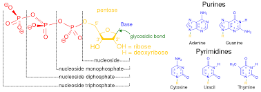 nucleic acid metabolism wikipedia