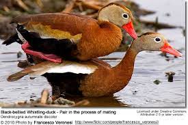 Check spelling or type a new query. Black Bellied Whistling Ducks Beauty Of Birds