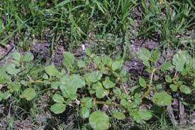 Once you have identified it, it becomes as simple as telling a head of lettuce from a head of cabbage. Ss Agr 368 Sc097 Biology And Control Of Horse Purslane And Common Purslane In Sugarcane