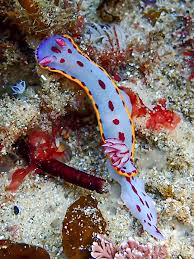 Image result for Pseudobromus engleri