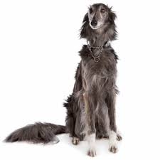Check spelling or type a new query. Silken Windhound Breed Information Characteristics Heath Problems Dogzone Com