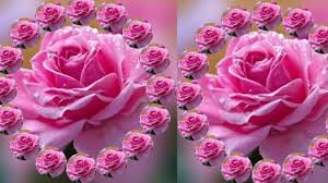 , love flower wallpapers wallpaper 1000×974. Love Rose Romantic Wallpapers Flower 1280x720 Wallpaper Teahub Io