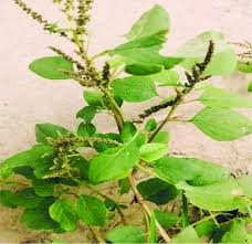 Image result for Amaranthus spinosus