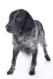 The Pet Professional Guild Jolein Van Weperen