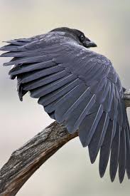 Photographer Norman Rich Raven Ravens Corvus Corvidae Birds Vogelflugel Rabe Raben Und Krahen