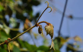 Image result for Rhoicissus rhomboidea