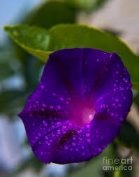 It's time for fun and enjoy, spread the joy with the gorgeous summer flowers gif images enjoy the morning with good morning flower images! Good Morning Glory Photograph By Diana Black