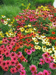 Cheyenne Spirit Coneflower Echinacea Hybrida Ball Trial Garden Flowers Perennials Garden Seeds Amazing Gardens