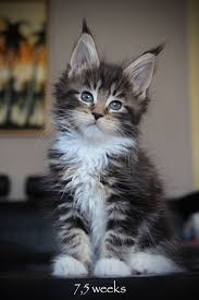 Black And Grey Maine Coon Kittens For Sale Pin On Cats