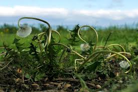 The formula is made from ocean salt water, vinegar, and soap, and. 6 Homemade Herbicides To Kill Weeds Naturally