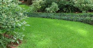 Looking For The Best Fertilizer For St Augustine Grass Don T Buy One Without Reading Our Reviews Of The Top In 2020 St Augustine Grass Warm Season Grass St Augustine