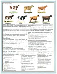 Dairy Cow Unified Scorecard Back Dairy Cows Dairy Cattle Farm Life