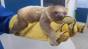 Peluche caricatura perezoso bebé, representación de la fauna nacional. Rescatan Perezoso Bebe Aferrado A Su Madre Que Fue Arrollada Por Un Vehiculo