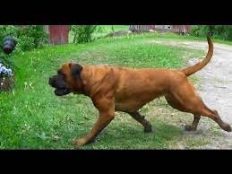 Over time, other countries began to appreciate the rottweiler's strength and working abilities. Rottweiler Boxer Mix Sisters Playing Youtube