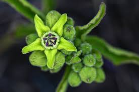 Image result for Raphionacme madiensis